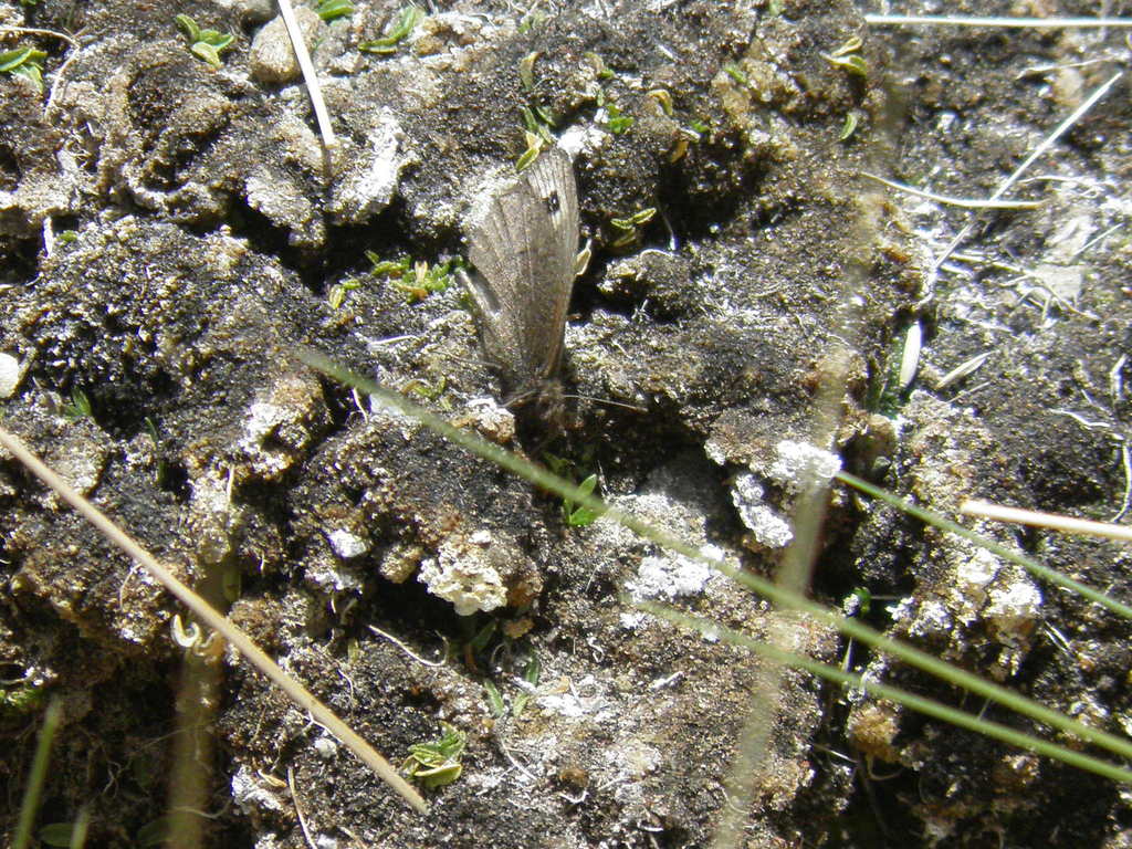 Faunula euripides
