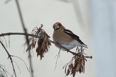 Coccothraustes coccothraustes