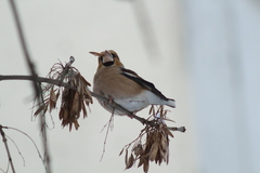 Coccothraustes coccothraustes