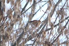 Coccothraustes coccothraustes