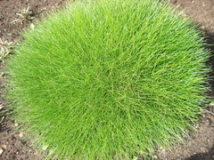 Festuca gautieri