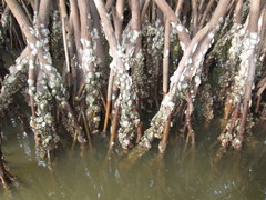 Crassostrea rhizophorae