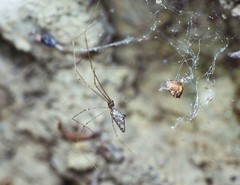 Holocnemus hispanicus