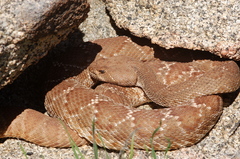 Crotalus ruber ruber