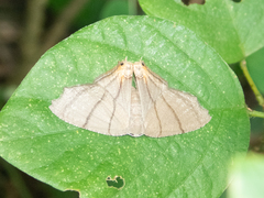 Orudiza protheclaria