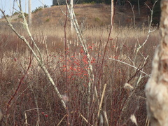 Ilex laevigata