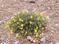 Helianthemum songaricum