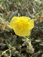 Helianthemum songaricum
