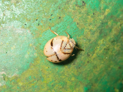 Hemisphaerius signifer