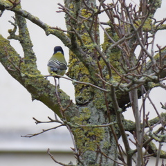 Parus major