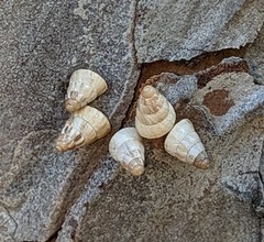 Cochlicella acuta