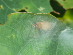 Cheiracanthium fibrosum
