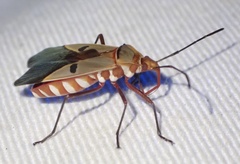 Dysdercus superstitiosus