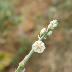 Asphodelus tenuifolius