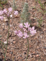 Allium weschniakowii