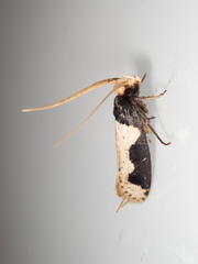 Thisizima subceratella