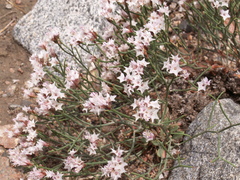 Limonium hoeltzeri