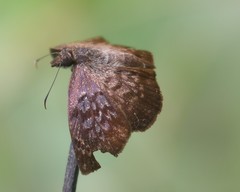 Pellicia arina