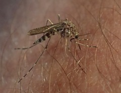 Aedes squamiger