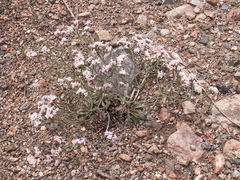Limonium hoeltzeri