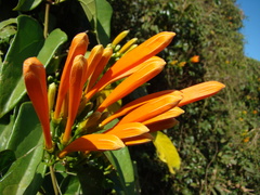 Pyrostegia venusta