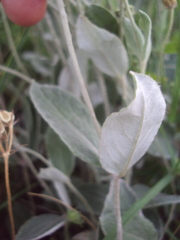 Pfaffia gnaphalioides
