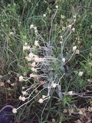 Pfaffia gnaphalioides
