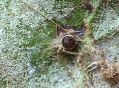 Theridion varians