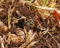 Megachile pollinosa