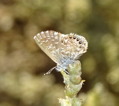 Brephidium metophis