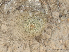 Mammillaria discolor