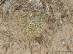 Mammillaria discolor