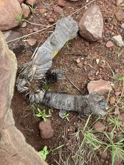 Xerophyta retinervis