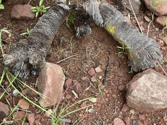 Xerophyta retinervis