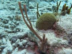 Dichocoenia stokesii