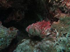 Monanchora arbuscula