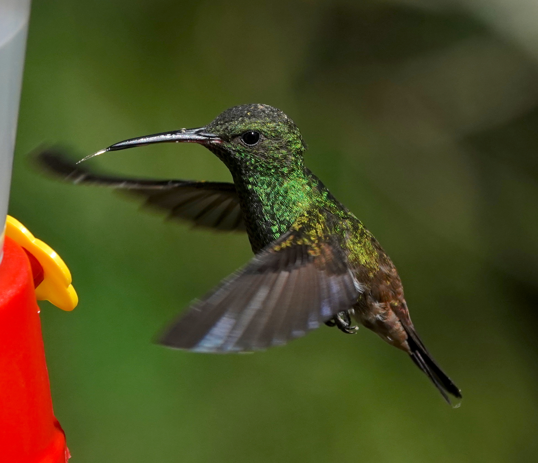 Green-bellied Hummingbird (Saucerottia viridigaster), photo 3
