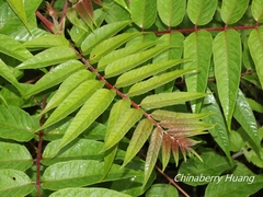 Ailanthus altissima tanakai