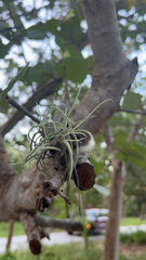Tillandsia recurvata