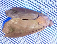 Eudocima afrikana