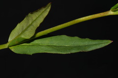 Penstemon laevigatus