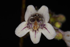 Penstemon laevigatus