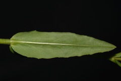 Penstemon laevigatus