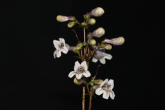Penstemon laevigatus