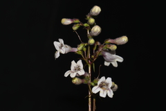 Penstemon laevigatus