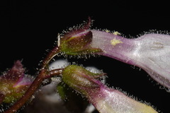 Penstemon laevigatus