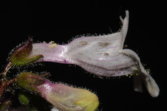 Penstemon laevigatus