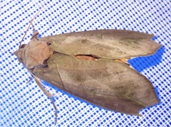 Eudocima afrikana