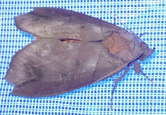 Eudocima afrikana