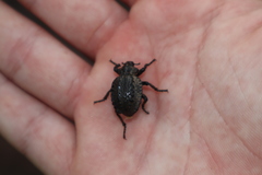 Brachycerus barbarus